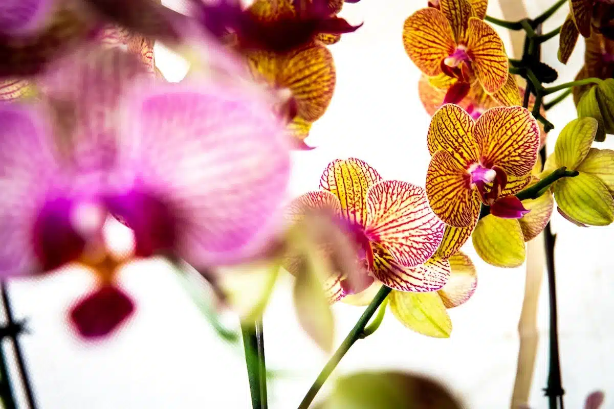 orchidée  taillage