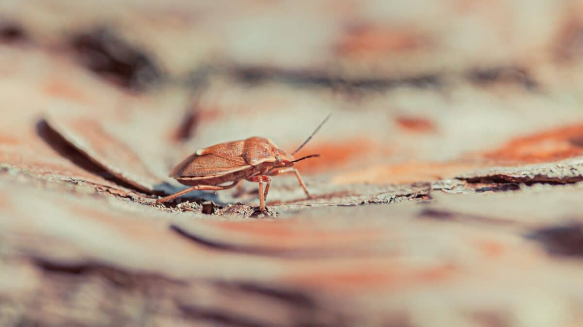 brown and black insect on brown rock